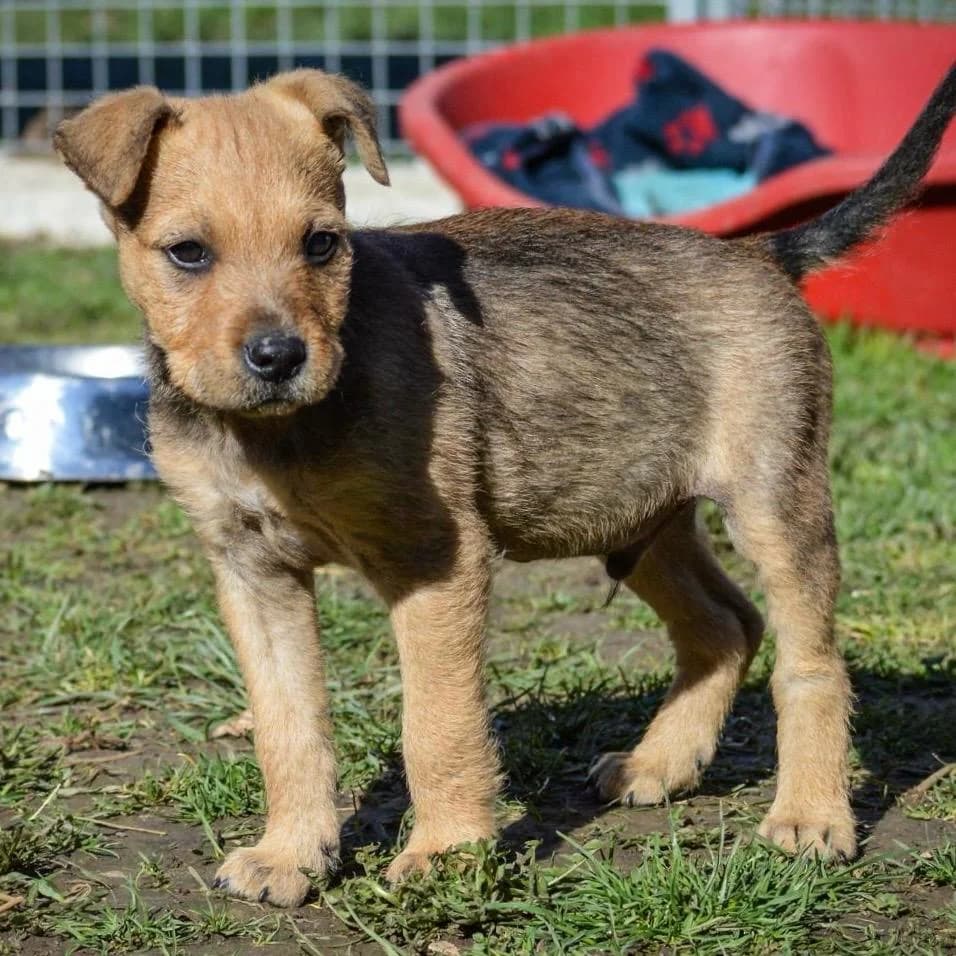 Sherlock,  Mixed Breed for adoption at Your Heart 4 Rescued Dogs, Yourheart4dogs — photo 3 of 12