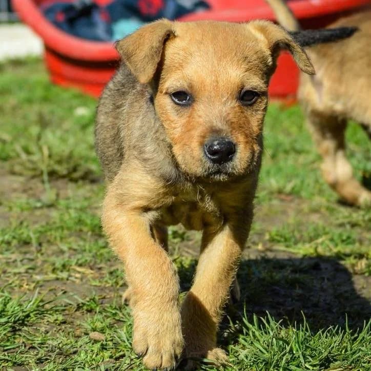 Sherlock,  Mixed Breed for adoption at Your Heart 4 Rescued Dogs, Yourheart4dogs — photo 4 of 12