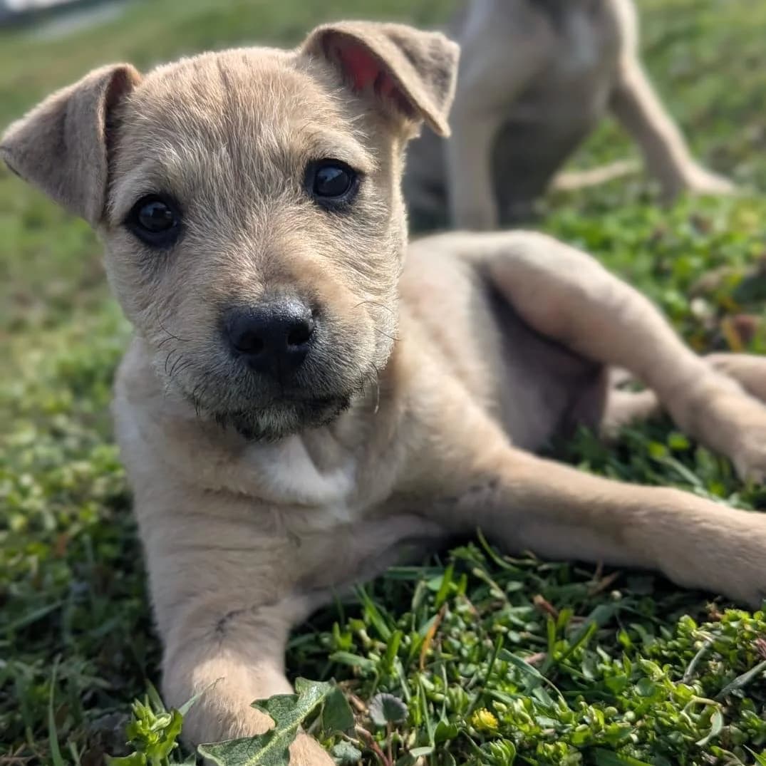Sherlock,  Mixed Breed for adoption at Your Heart 4 Rescued Dogs, Yourheart4dogs — photo 5 of 12