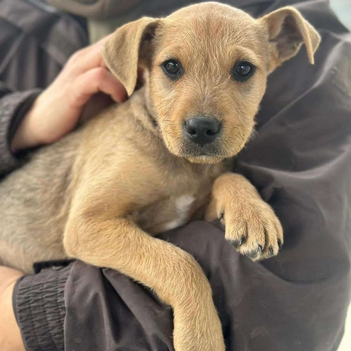 Sherlock,  Mixed Breed for adoption at Your Heart 4 Rescued Dogs, Yourheart4dogs — photo 6 of 12