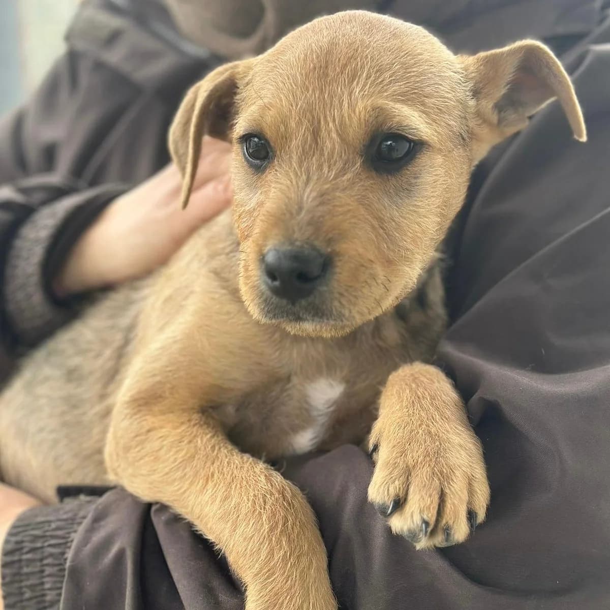 Sherlock,  Mixed Breed for adoption at Your Heart 4 Rescued Dogs, Yourheart4dogs — photo 7 of 12