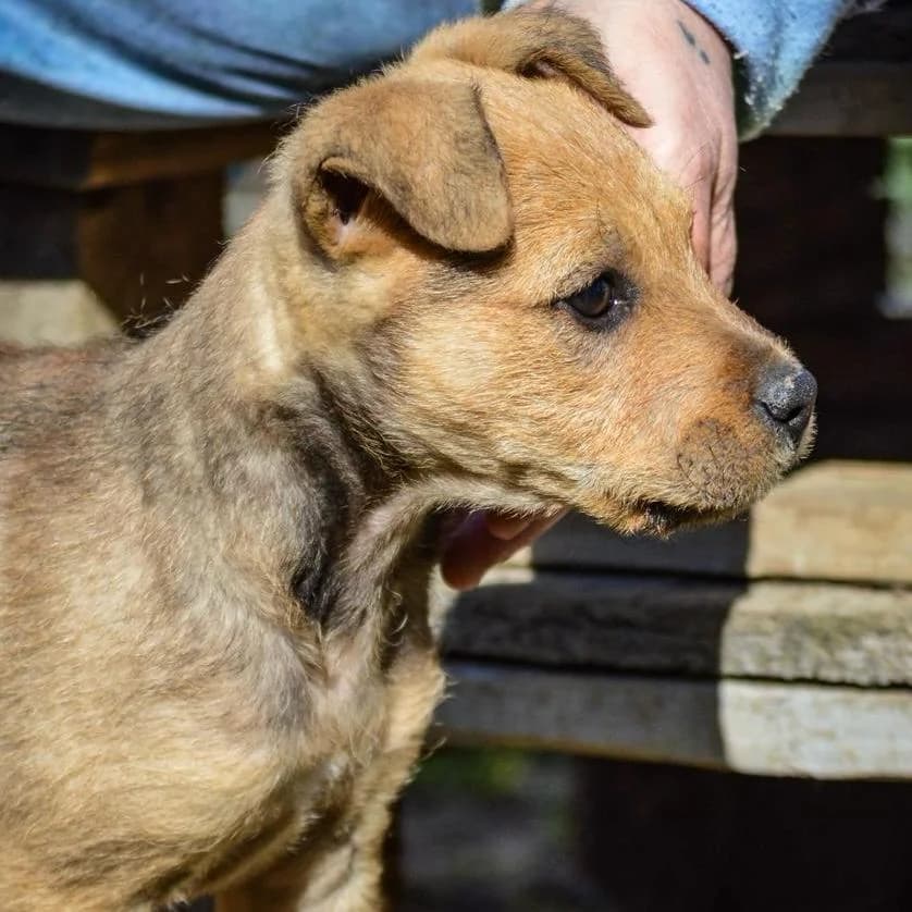 Sherlock,  Mixed Breed for adoption at Your Heart 4 Rescued Dogs, Yourheart4dogs — photo 8 of 12