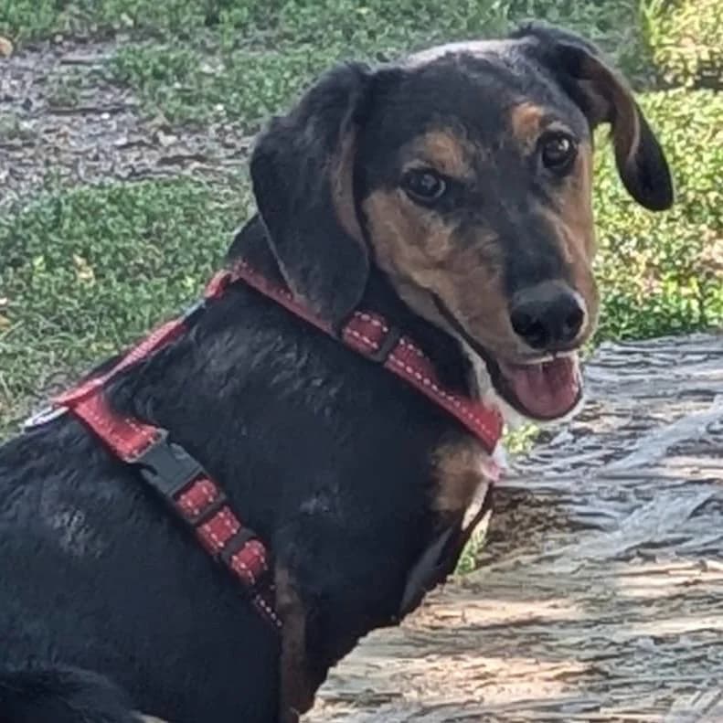 Sina, female puppy Mixed Breed for adoption at Your Heart 4 Rescued Dogs, Yourheart4dogs