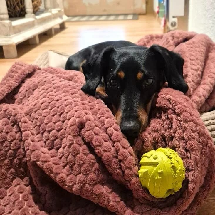 Spike, male young Dachshund for adoption at Your Heart 4 Rescued Dogs, Yourheart4dogs