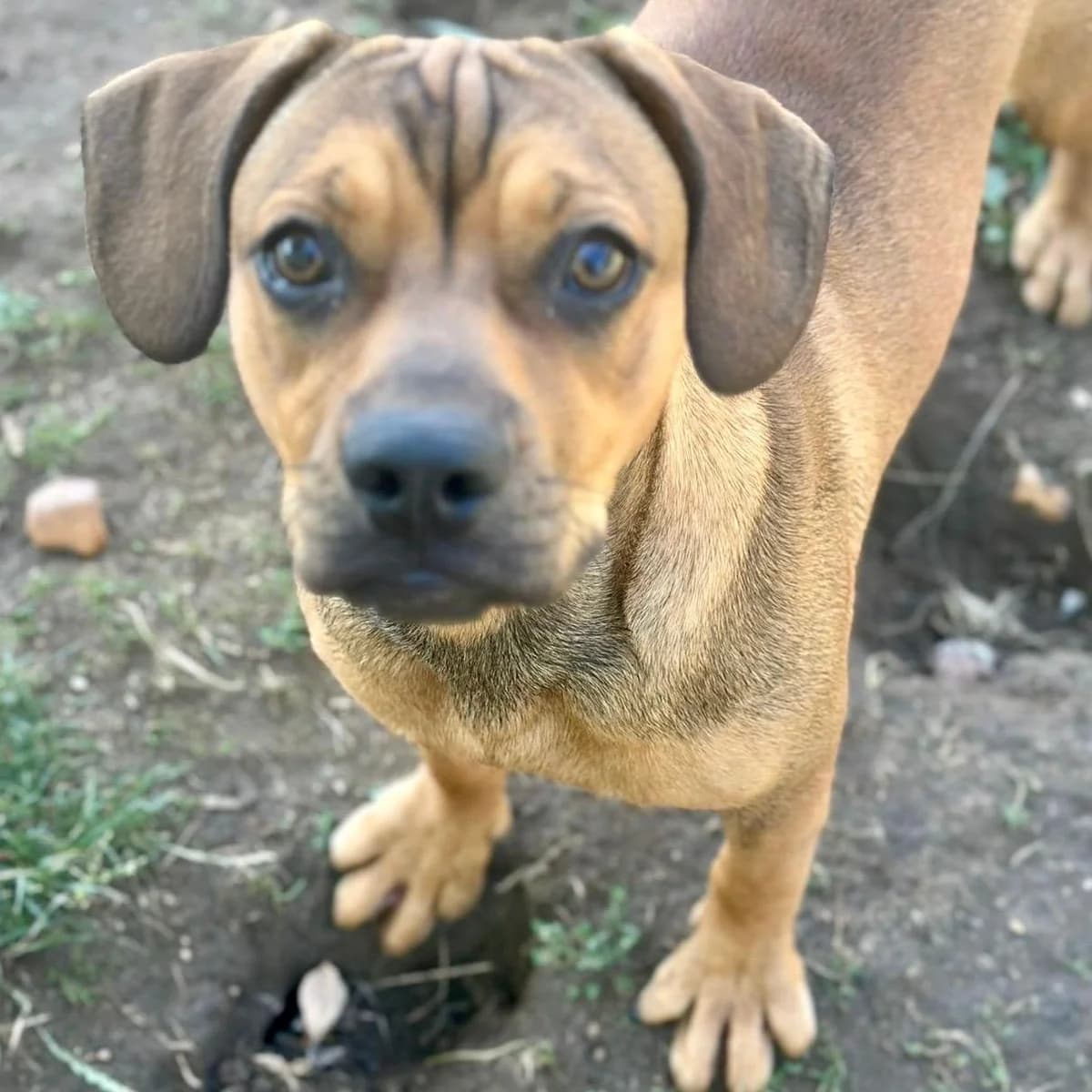 Stan, male puppy Mixed Breed for adoption at Your Heart 4 Rescued Dogs, Yourheart4dogs