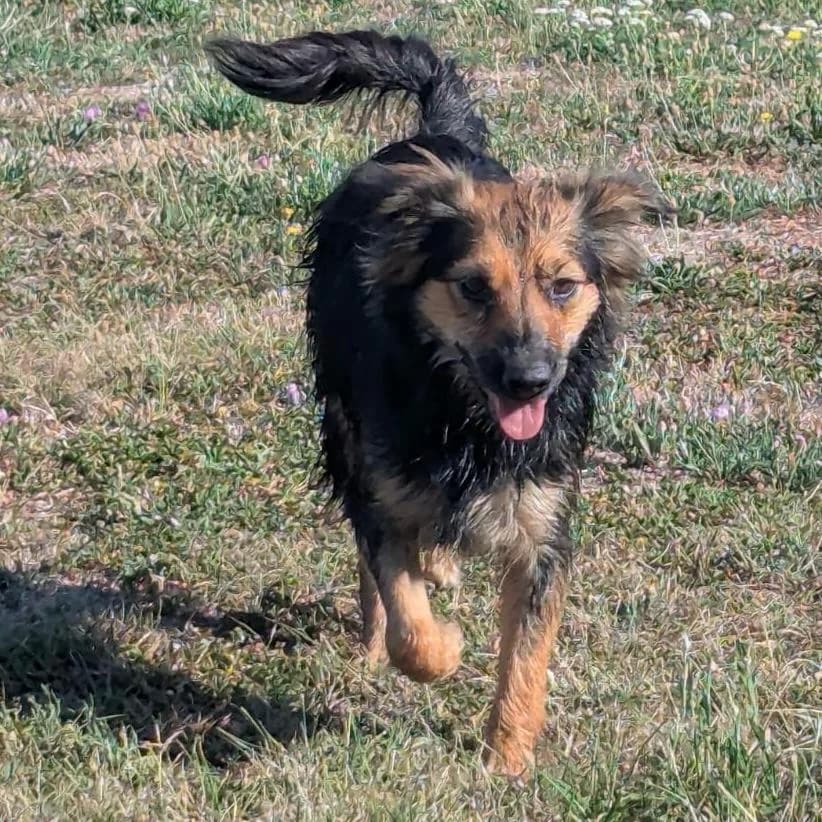 Stella, female young Mixed Breed for adoption at Your Heart 4 Rescued Dogs, Yourheart4dogs