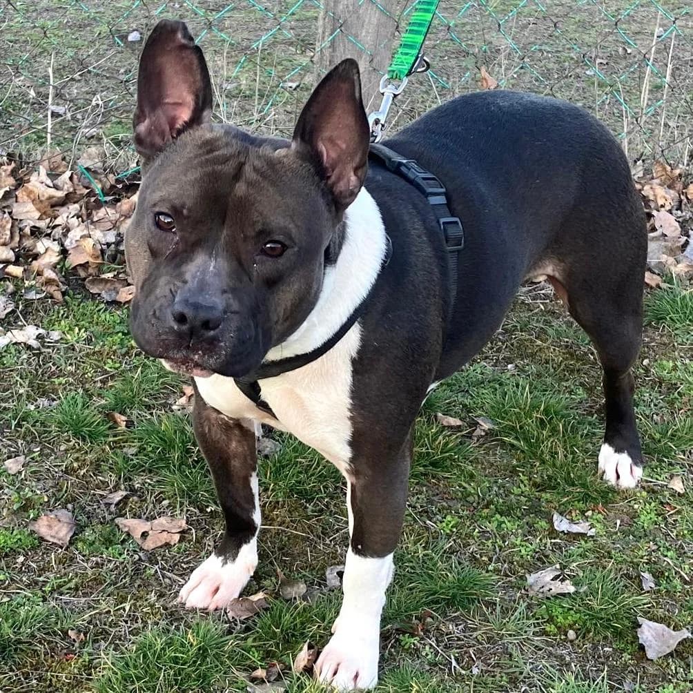 Stella, male young Mixed Breed for adoption at Your Heart 4 Rescued Dogs, Yourheart4dogs