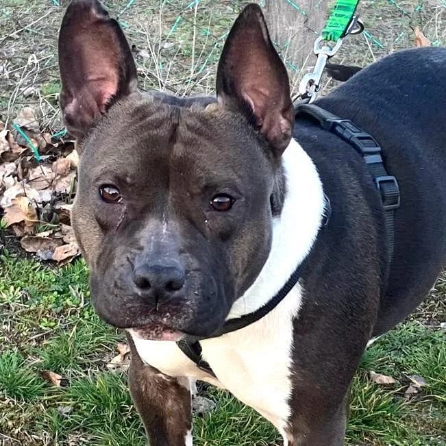 Stella, male Mixed Breed for adoption at Your Heart 4 Rescued Dogs, Yourheart4dogs — photo 2 of 8