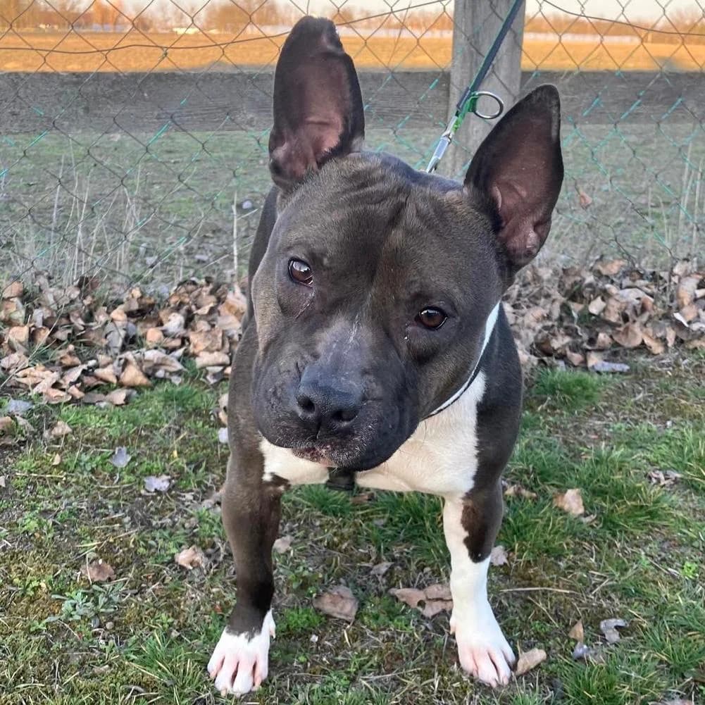 Stella, male Mixed Breed for adoption at Your Heart 4 Rescued Dogs, Yourheart4dogs — photo 3 of 8