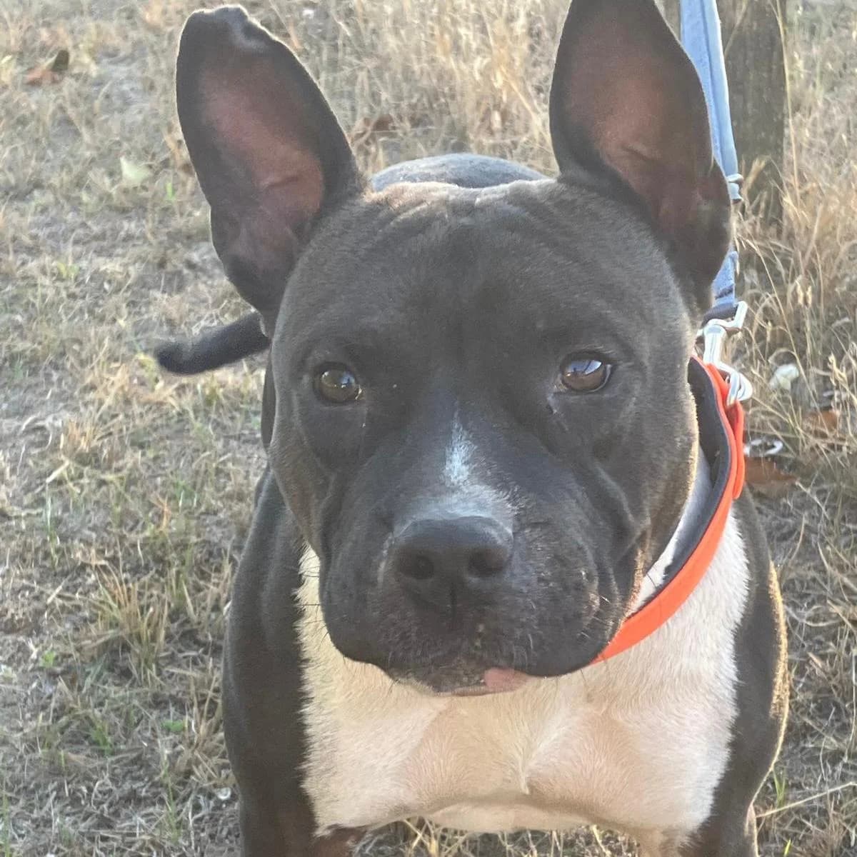 Stella, male Mixed Breed for adoption at Your Heart 4 Rescued Dogs, Yourheart4dogs — photo 4 of 8