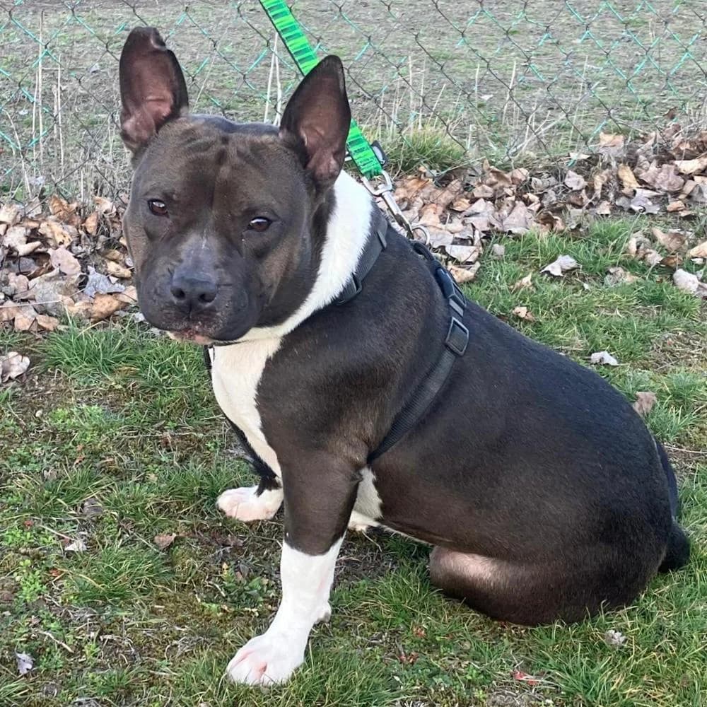 Stella, male Mixed Breed for adoption at Your Heart 4 Rescued Dogs, Yourheart4dogs — photo 5 of 8