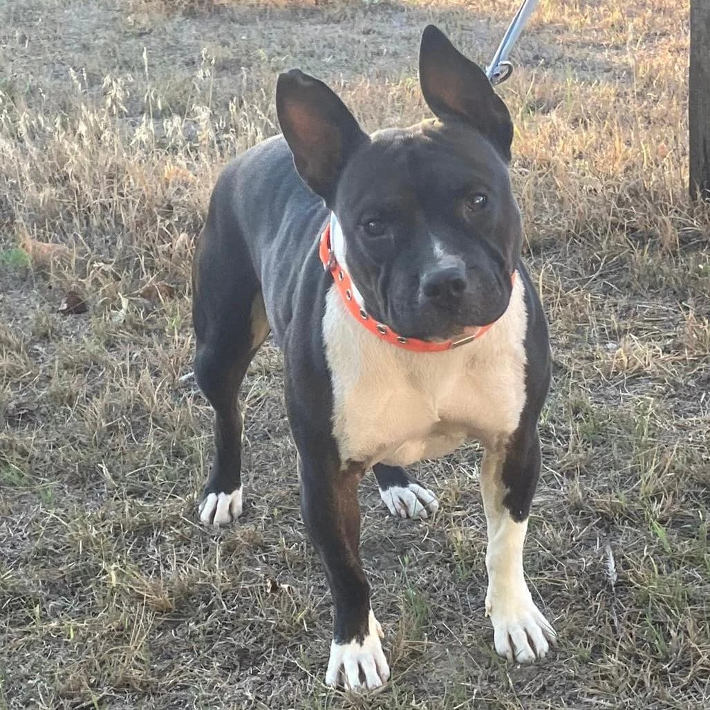 Stella, male Mixed Breed for adoption at Your Heart 4 Rescued Dogs, Yourheart4dogs — photo 6 of 8