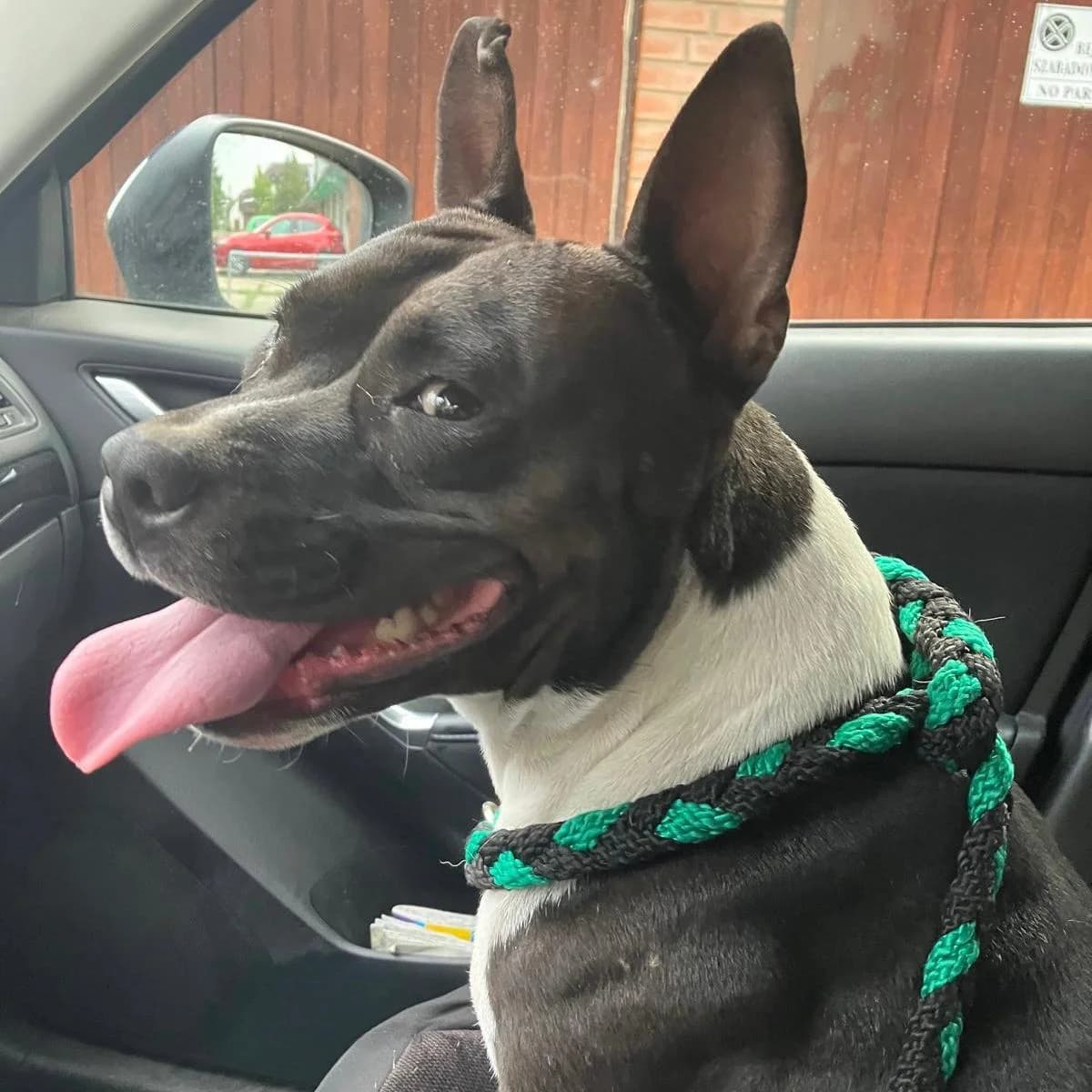 Stella, male Mixed Breed for adoption at Your Heart 4 Rescued Dogs, Yourheart4dogs — photo 7 of 8