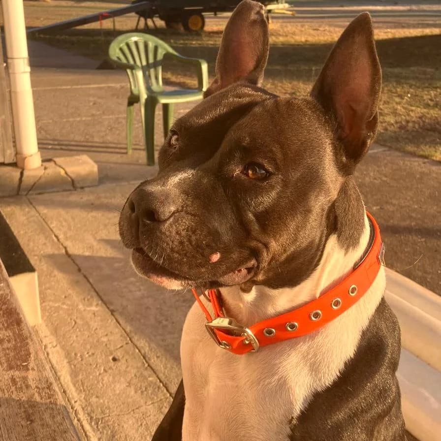 Stella, male Mixed Breed for adoption at Your Heart 4 Rescued Dogs, Yourheart4dogs — photo 8 of 8