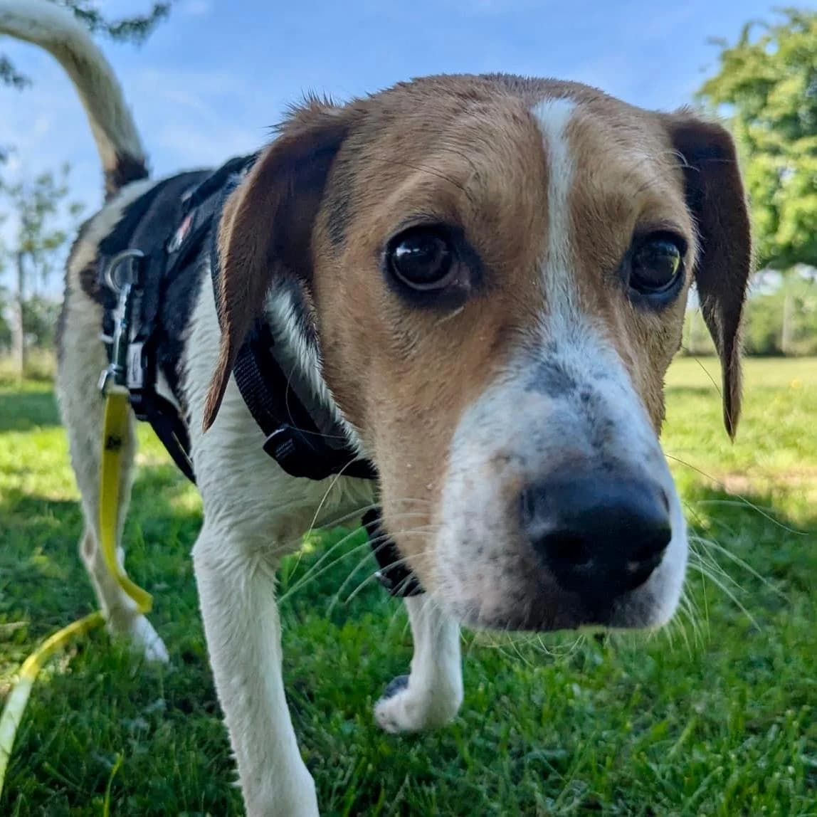 Teddy, male Beagle for adoption at Your Heart 4 Rescued Dogs, Yourheart4dogs