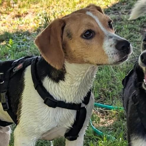 Teddy, male puppy Beagle for adoption at Your Heart 4 Rescued Dogs, Yourheart4dogs