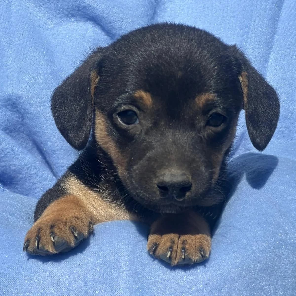 Terry,  puppy Dachshund for adoption at Your Heart 4 Rescued Dogs, Yourheart4dogs