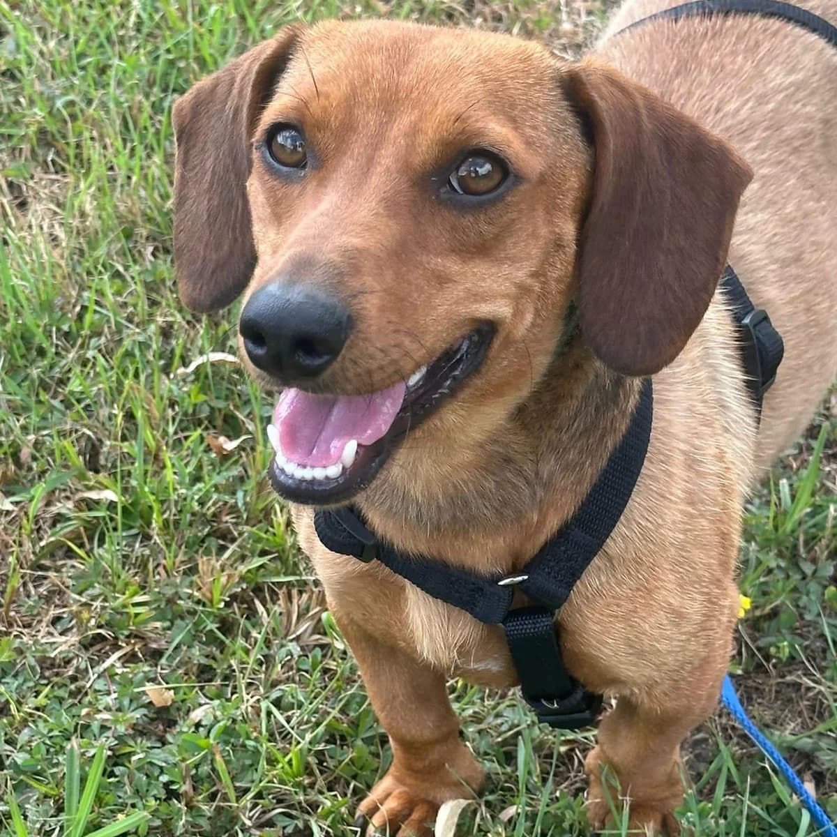 Theo,  young Dachshund for adoption at Your Heart 4 Rescued Dogs, Yourheart4dogs