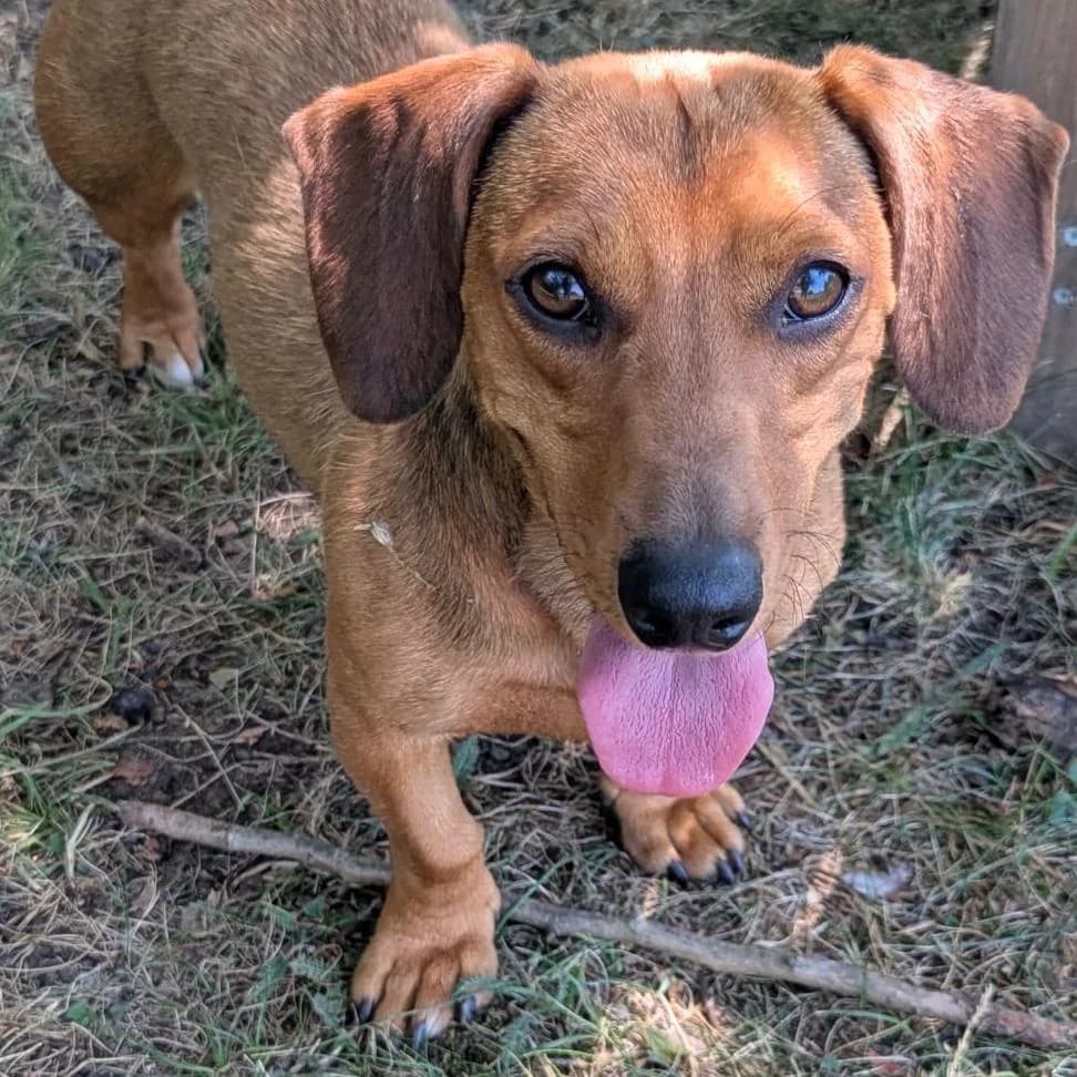Theo,  young Dachshund for adoption at Your Heart 4 Rescued Dogs, Yourheart4dogs