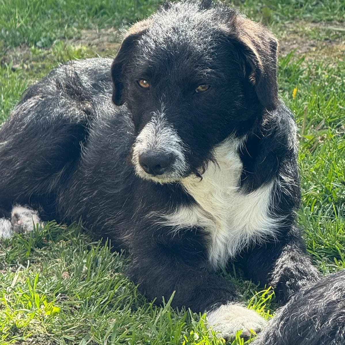 Tipo, male young Mixed Breed for adoption at Your Heart 4 Rescued Dogs, Yourheart4dogs