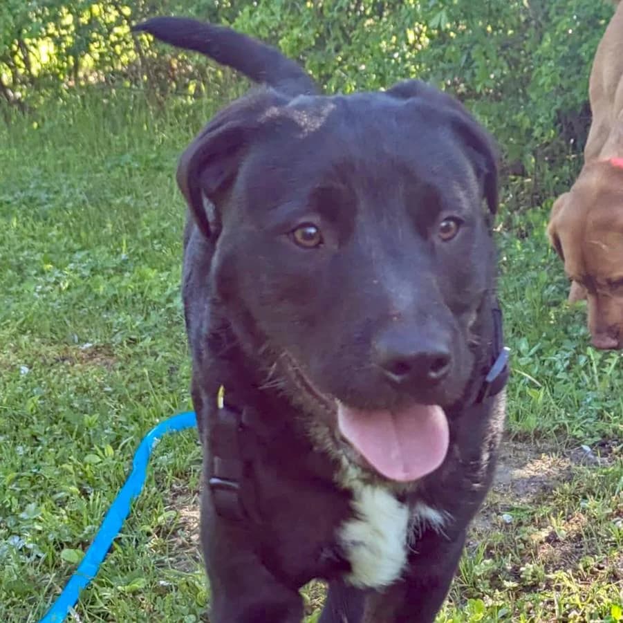 Töpi, male puppy Mixed Breed for adoption at Your Heart 4 Rescued Dogs, Yourheart4dogs
