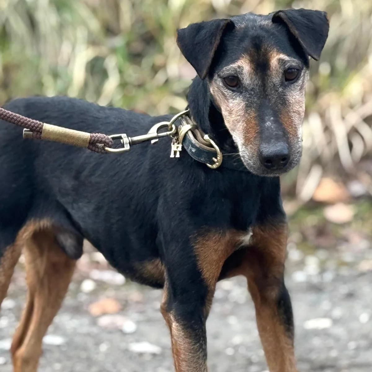 Nando,  mixed breed for adoption at Your Heart 4 Rescued Dogs, Yourheart4dogs