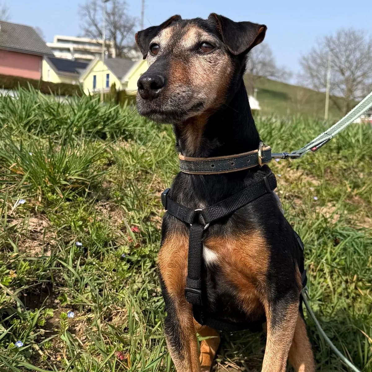 Nando,  mixed breed for adoption at Your Heart 4 Rescued Dogs, Yourheart4dogs — photo 2 of 12