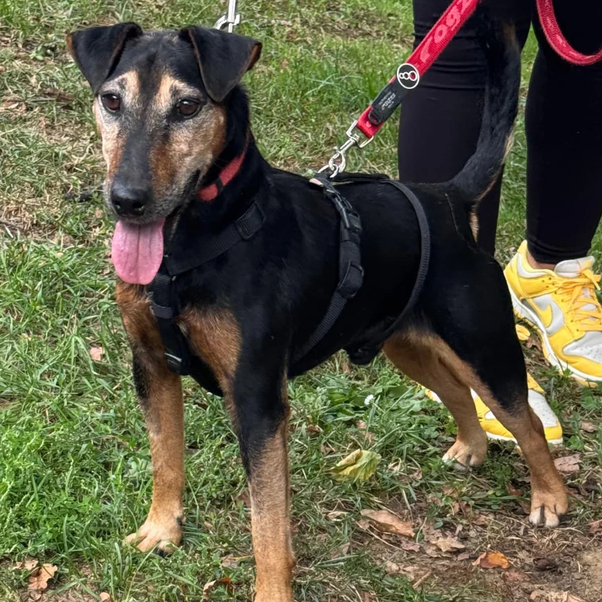 Nando,  mixed breed for adoption at Your Heart 4 Rescued Dogs, Yourheart4dogs — photo 3 of 12