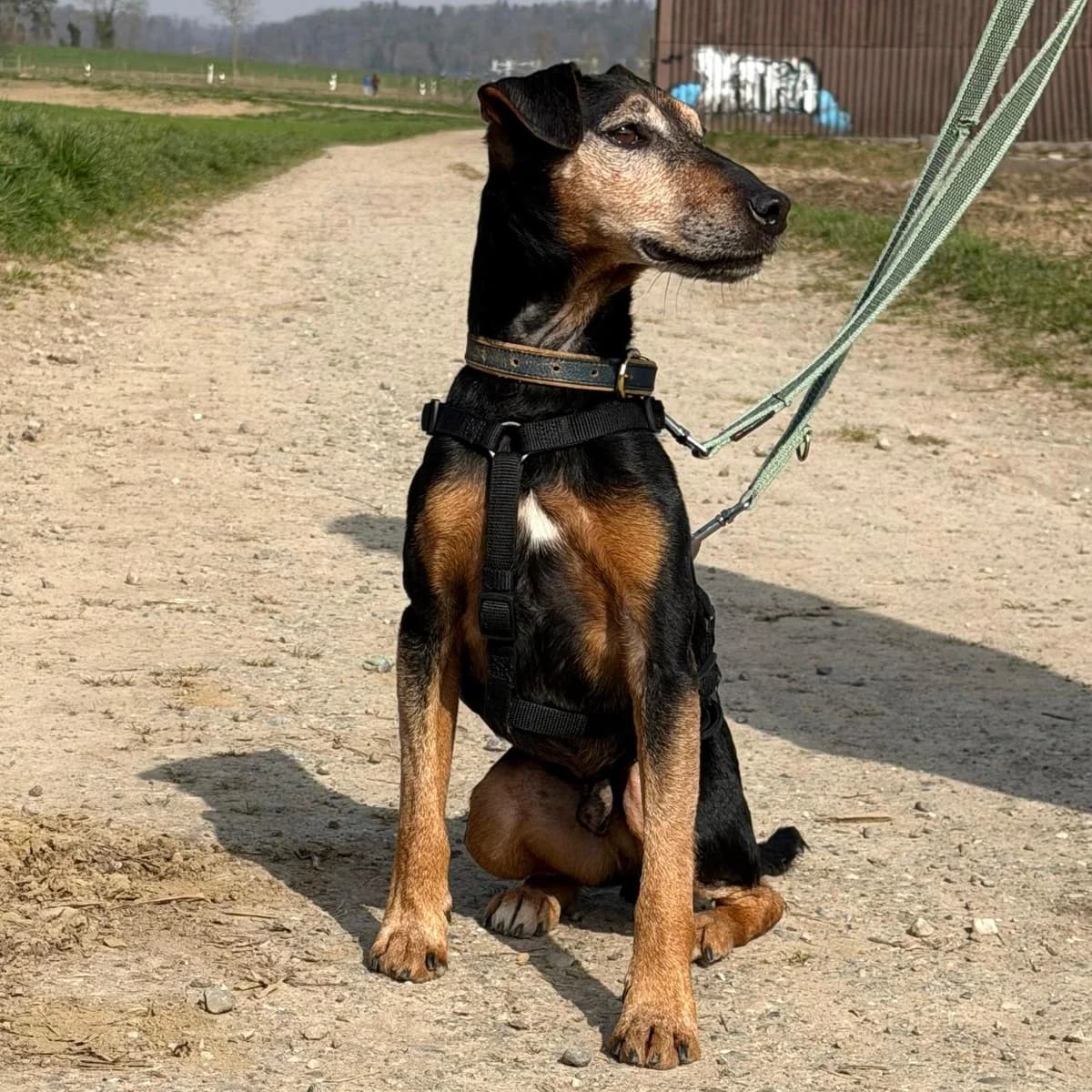 Nando,  mixed breed for adoption at Your Heart 4 Rescued Dogs, Yourheart4dogs — photo 4 of 12