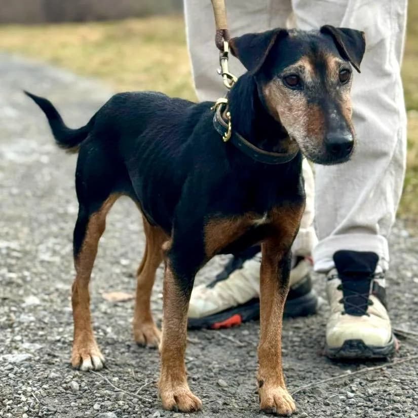 Nando,  mixed breed for adoption at Your Heart 4 Rescued Dogs, Yourheart4dogs — photo 5 of 12