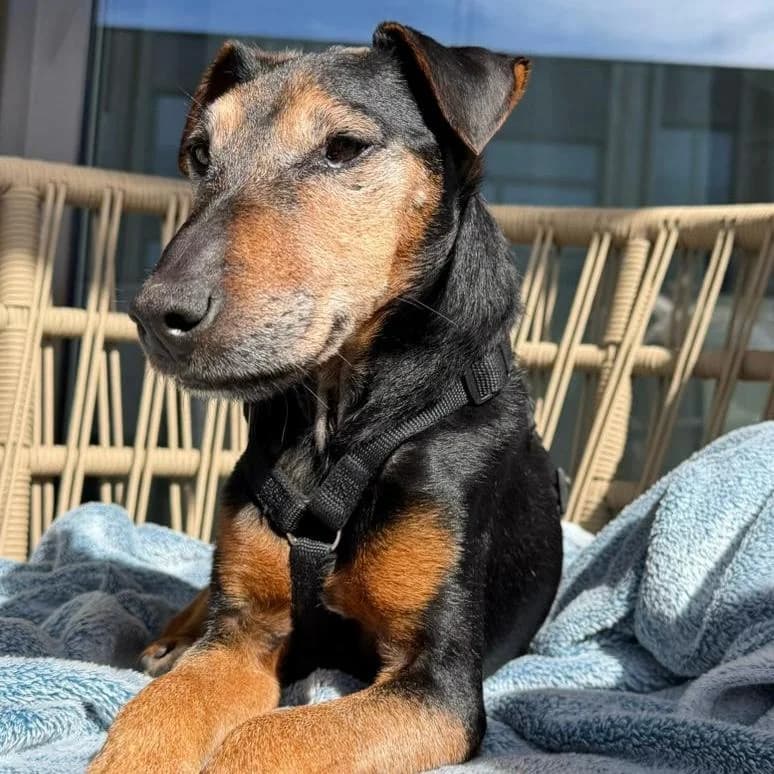 Nando,  mixed breed for adoption at Your Heart 4 Rescued Dogs, Yourheart4dogs — photo 6 of 12