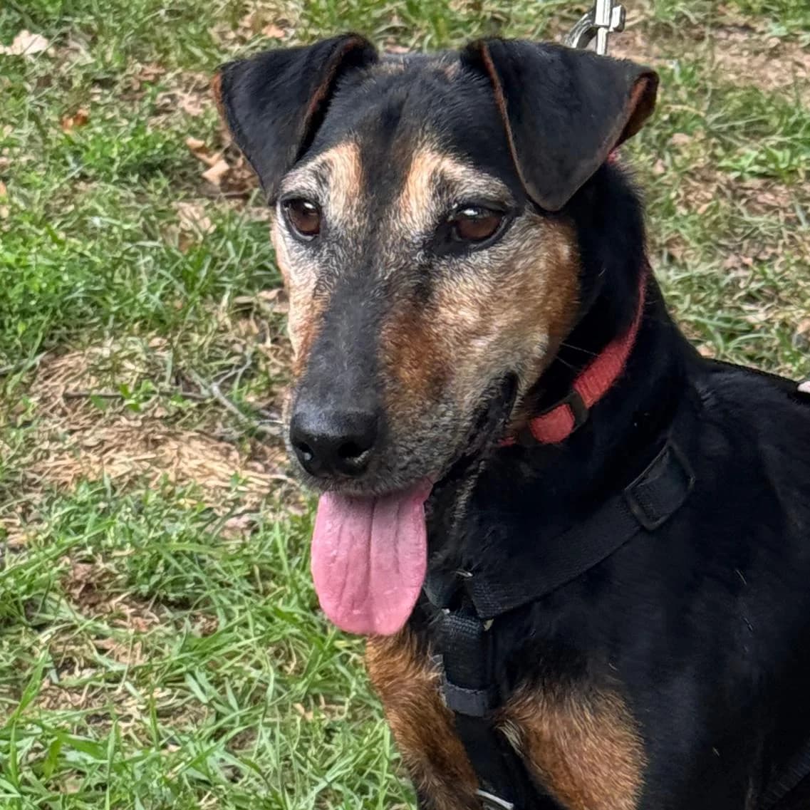 Nando,  mixed breed for adoption at Your Heart 4 Rescued Dogs, Yourheart4dogs — photo 7 of 12