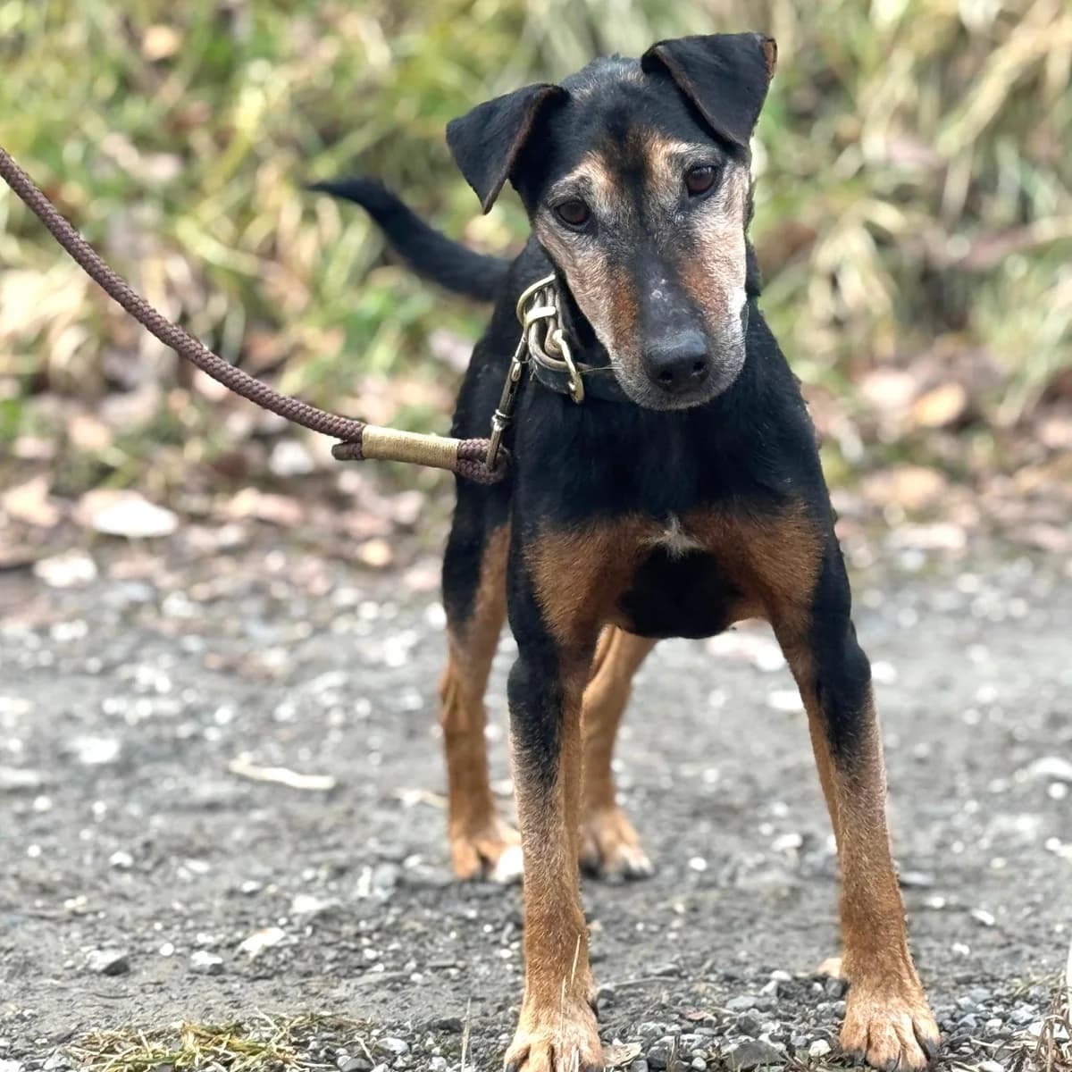 Nando,  mixed breed for adoption at Your Heart 4 Rescued Dogs, Yourheart4dogs — photo 8 of 12