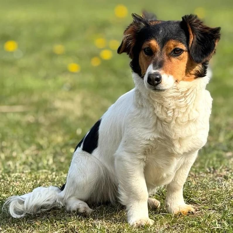 Trixie, female Mixed Breed for adoption at Your Heart 4 Rescued Dogs, Yourheart4dogs