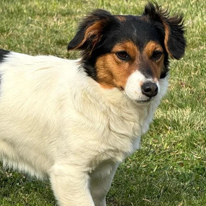 Trixie, female Mixed Breed for adoption at Your Heart 4 Rescued Dogs, Yourheart4dogs — photo 2 of 8