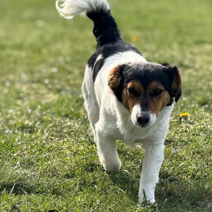 Trixie, female Mixed Breed for adoption at Your Heart 4 Rescued Dogs, Yourheart4dogs — photo 3 of 8