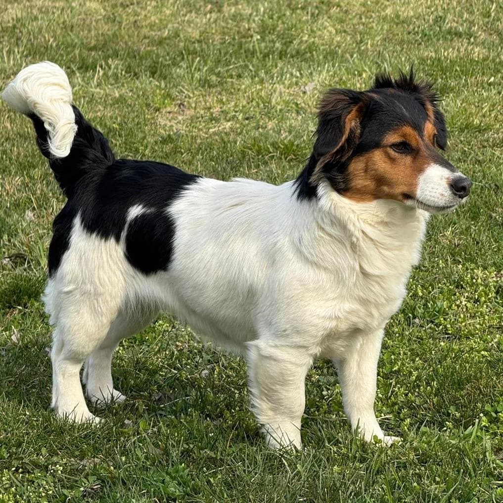 Trixie, female Mixed Breed for adoption at Your Heart 4 Rescued Dogs, Yourheart4dogs — photo 4 of 8