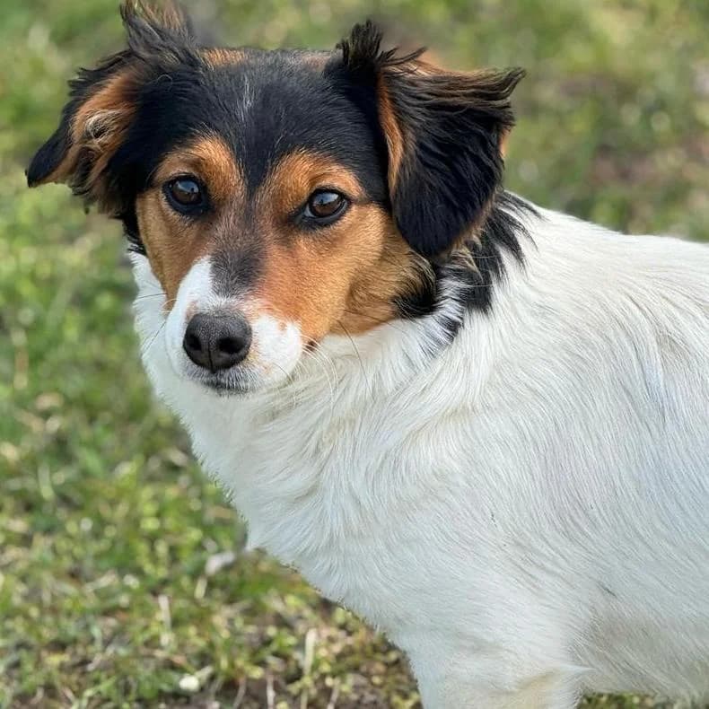 Trixie, female Mixed Breed for adoption at Your Heart 4 Rescued Dogs, Yourheart4dogs — photo 5 of 8