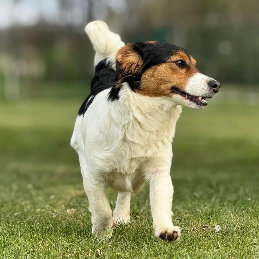 Trixie, female Mixed Breed for adoption at Your Heart 4 Rescued Dogs, Yourheart4dogs — photo 6 of 8