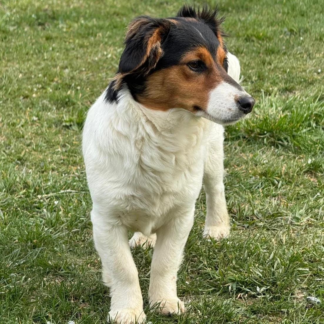 Trixie, female Mixed Breed for adoption at Your Heart 4 Rescued Dogs, Yourheart4dogs — photo 7 of 8