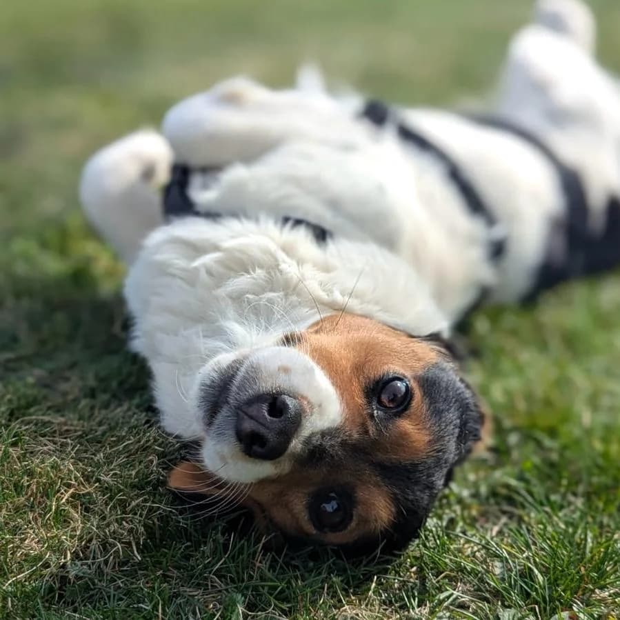 Trixie, female Mixed Breed for adoption at Your Heart 4 Rescued Dogs, Yourheart4dogs — photo 8 of 8