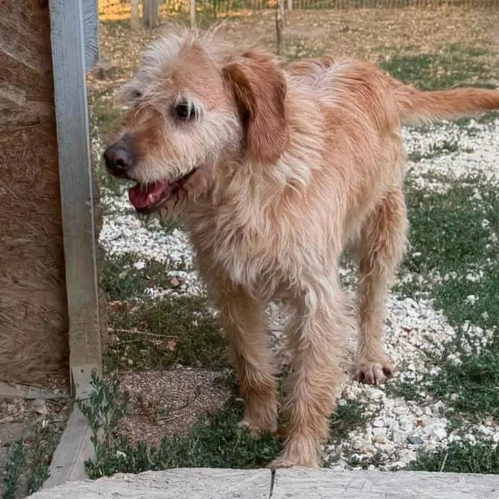 Virag, female senior Mixed Breed for adoption at Your Heart 4 Rescued Dogs, Yourheart4dogs