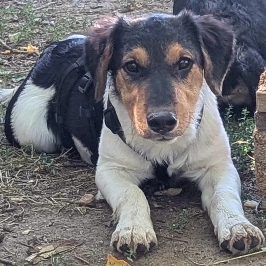 Watson, Mixed Breed (Your Heart 4 Rescued Dogs)
