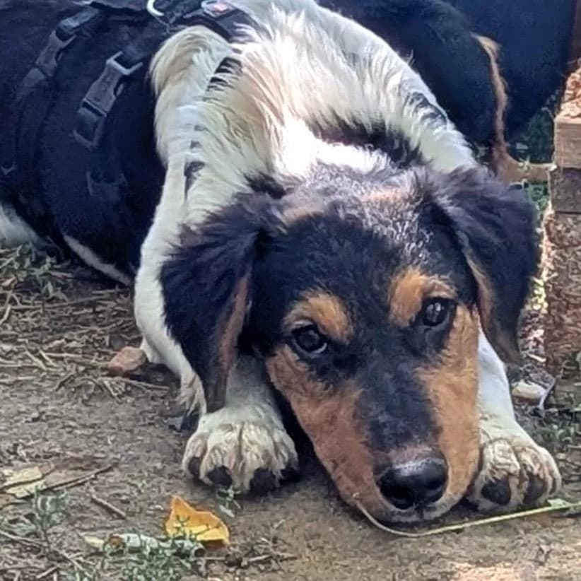 Watson, male puppy Mixed Breed for adoption at Your Heart 4 Rescued Dogs, Yourheart4dogs