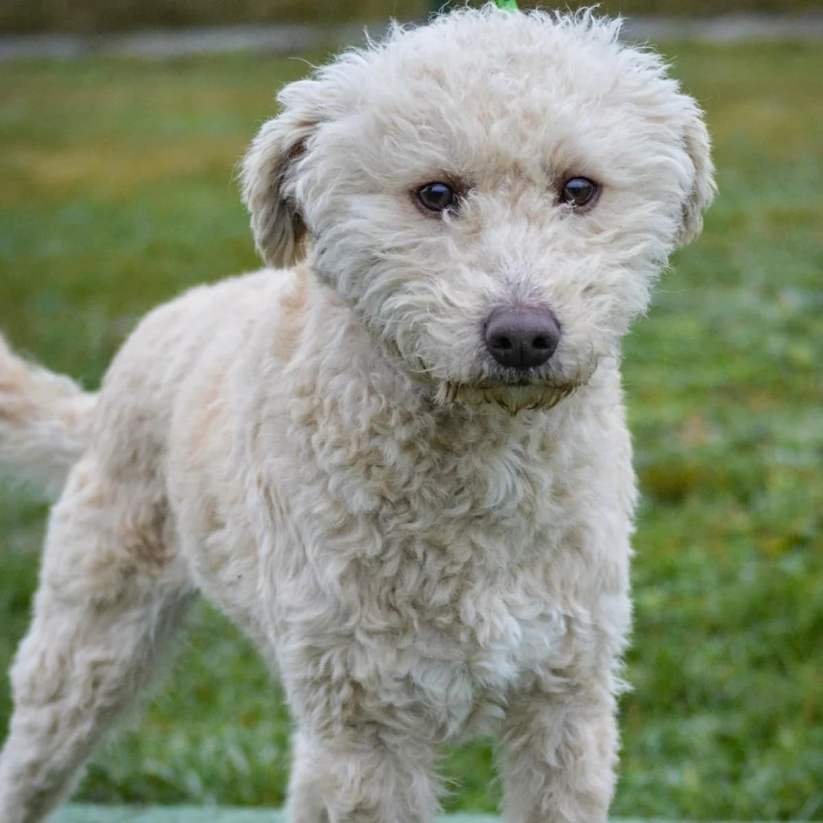 Yoshi, male young Mixed Breed for adoption at Your Heart 4 Rescued Dogs, Yourheart4dogs