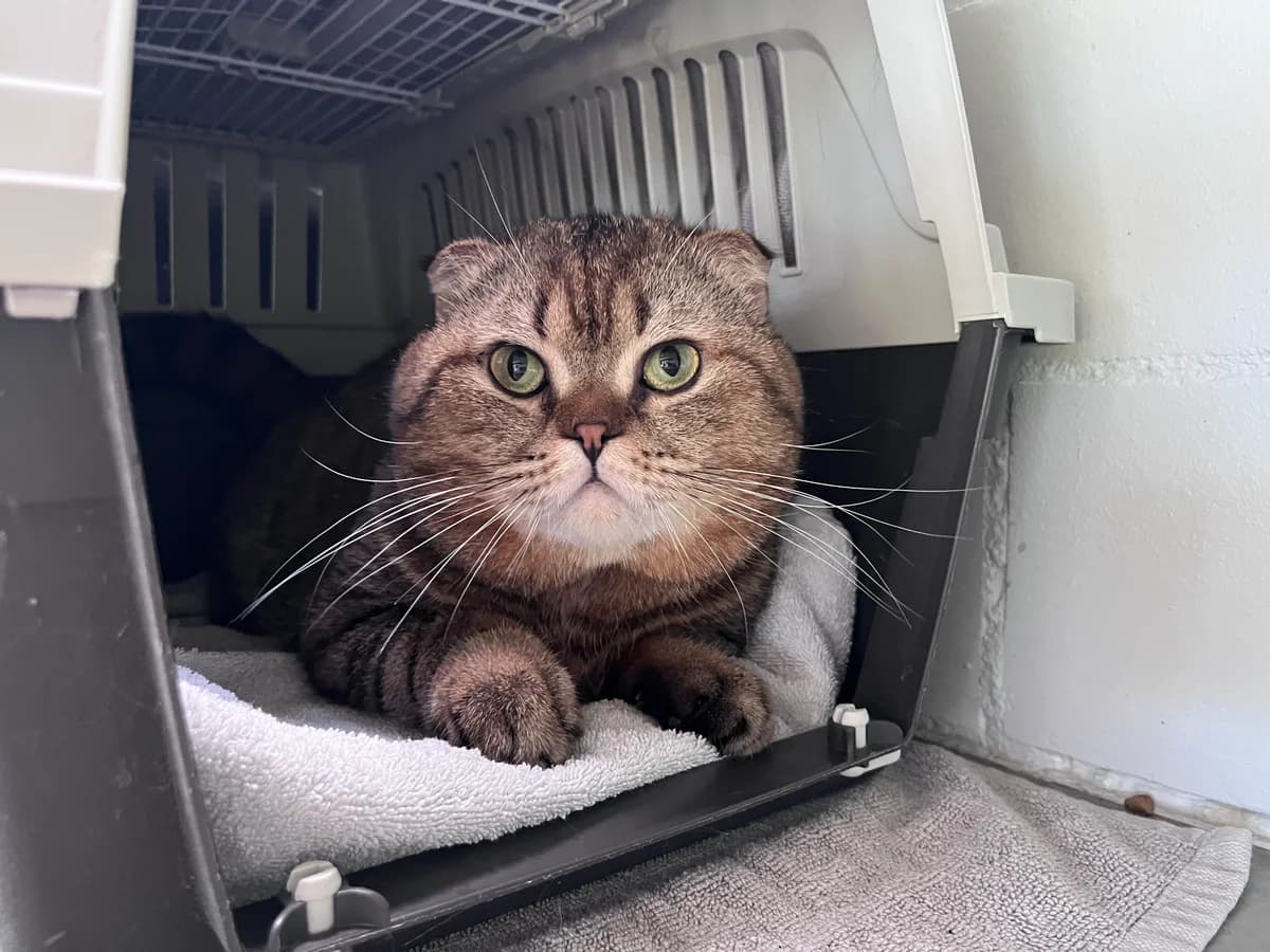 Chaps, male 3yo Scottish Fold for adoption at Zürcher Tierschutz, Zürich (Cantonal)