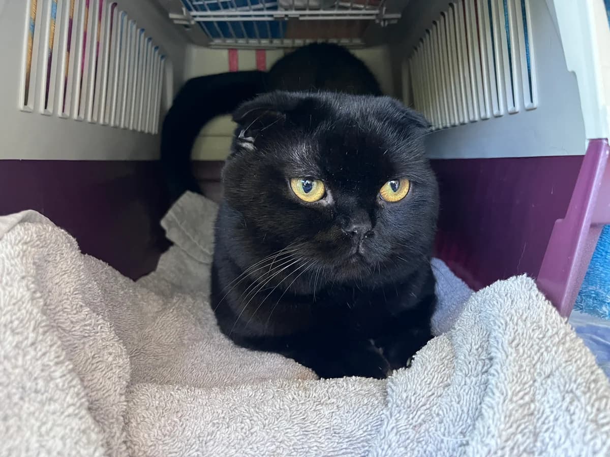 Knickerbocker, male young Scottish Fold for adoption at Zürcher Tierschutz, Zürich (Cantonal)
