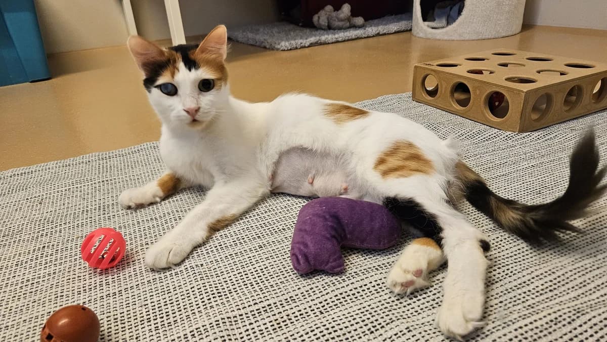 Olivia, female young Mixed Breed Cat for adoption at Zürcher Tierschutz, Zürich (Cantonal)