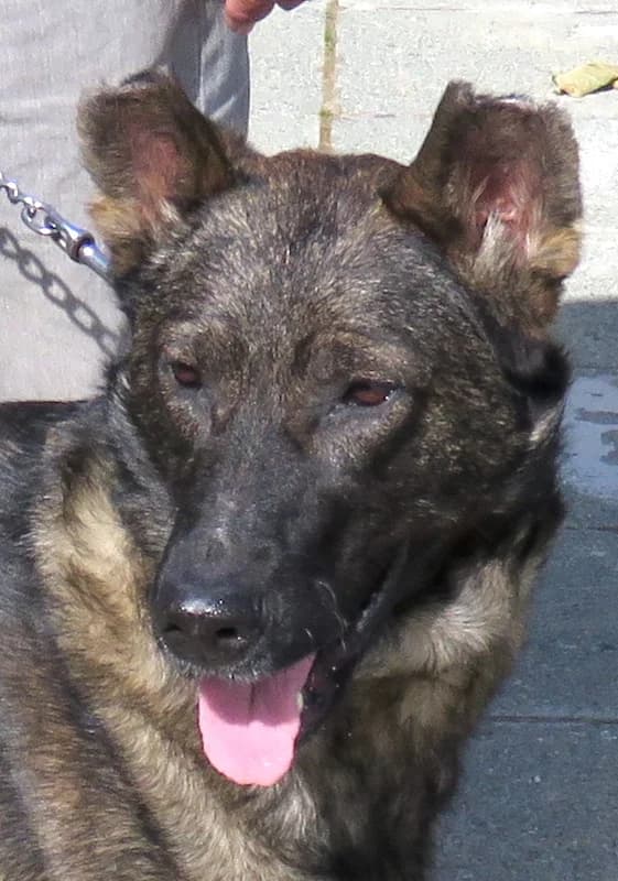 Danny,  (PAWS Dog Shelter Paphos)
