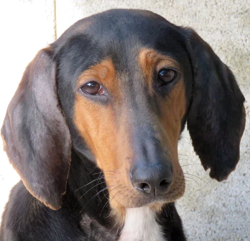 Elvis,  (PAWS Dog Shelter Paphos)